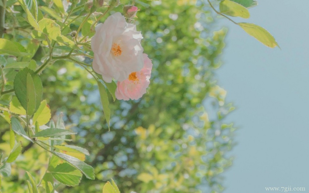 艳阳下的花卉唯美写真