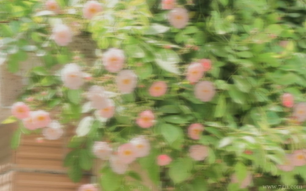 艳阳下的花卉唯美写真