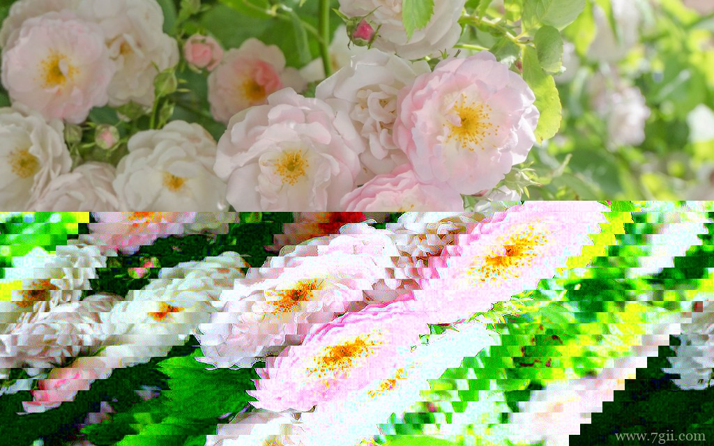 艳阳下的花卉唯美写真