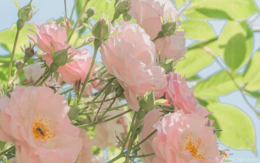 艳阳下的花卉唯美写真