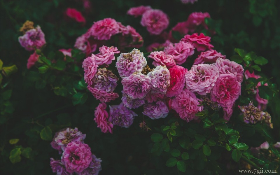 唯美养眼花卉意境写真(1 /6 )