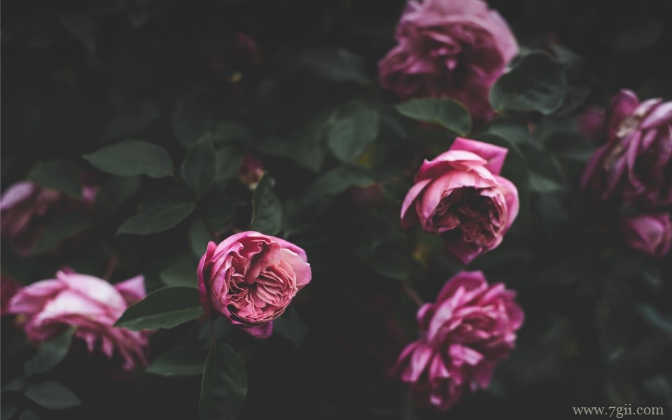 唯美养眼花卉意境写真(1 /6 )