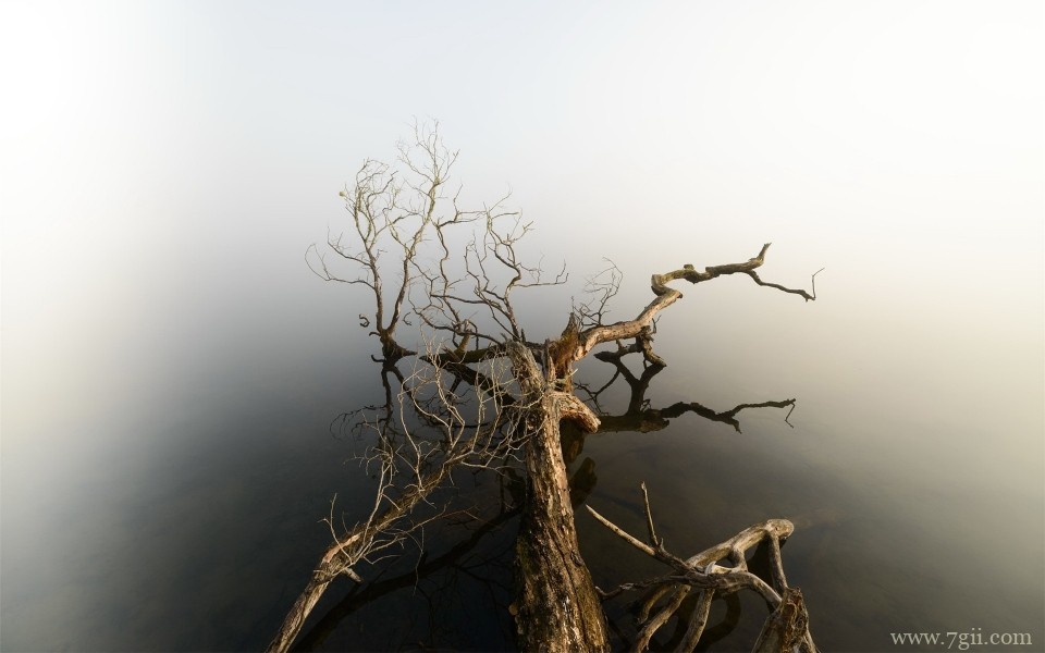 唯美养眼花卉意境写真(1 /6 )