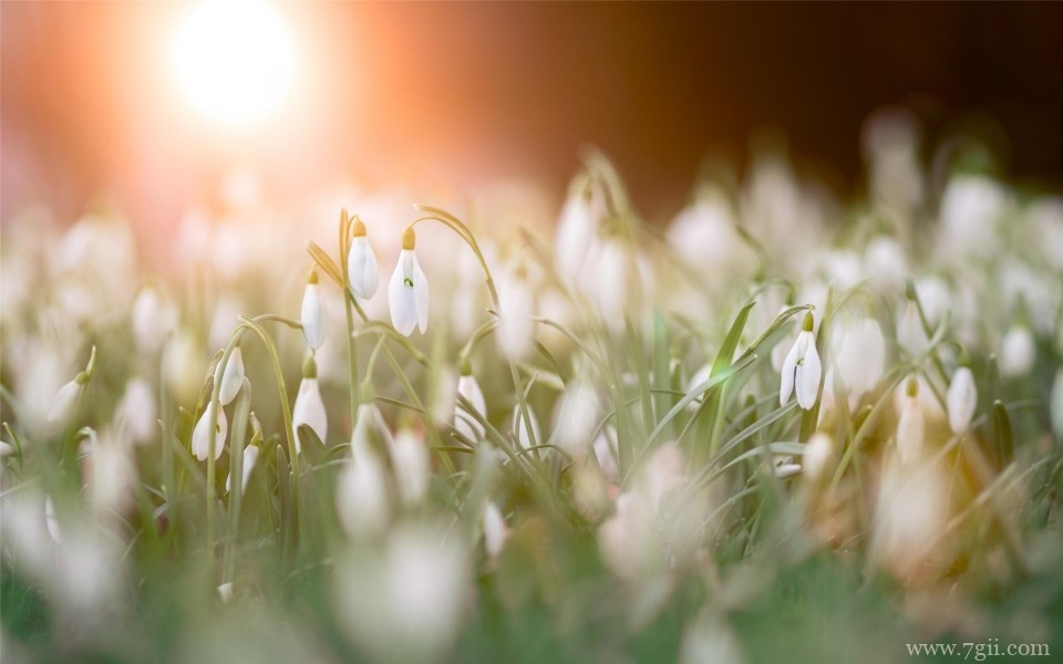 艳丽花卉植物高清桌面壁纸