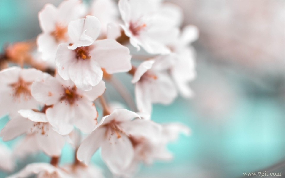 艳丽花卉植物高清桌面壁纸