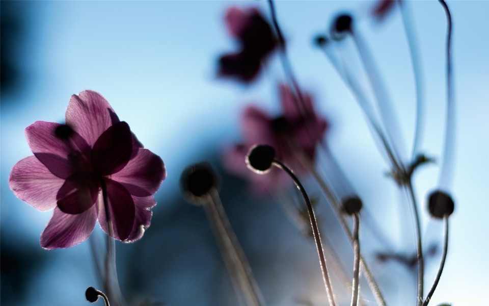 艳丽花卉植物高清桌面壁纸