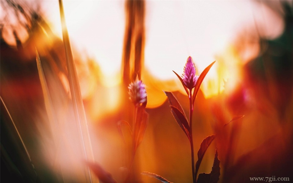 艳丽花卉植物高清桌面壁纸