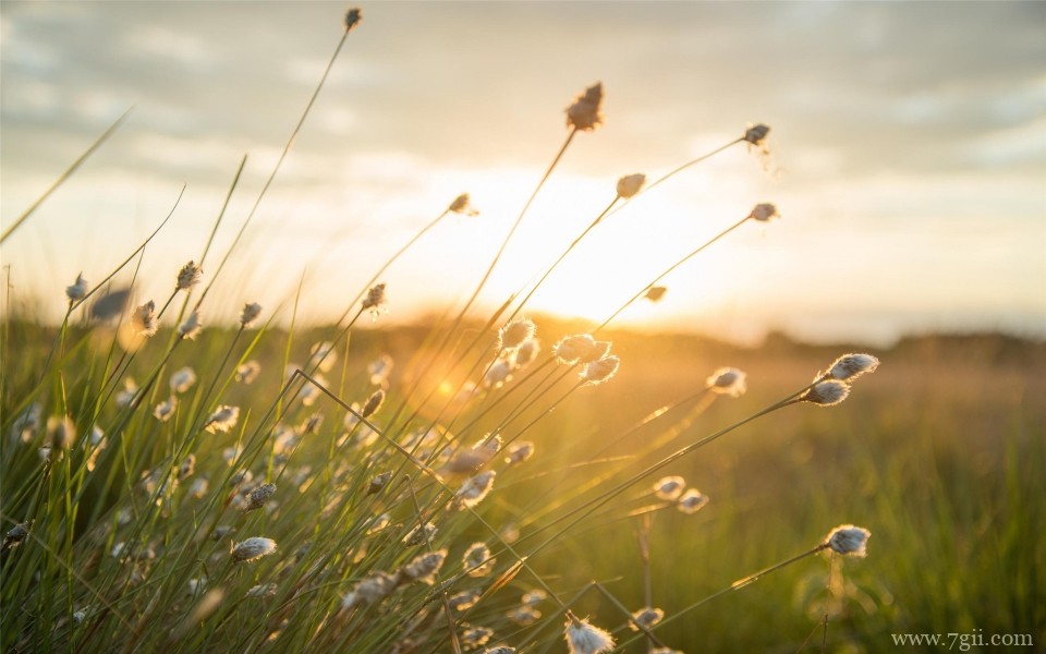 艳丽花卉植物高清桌面壁纸