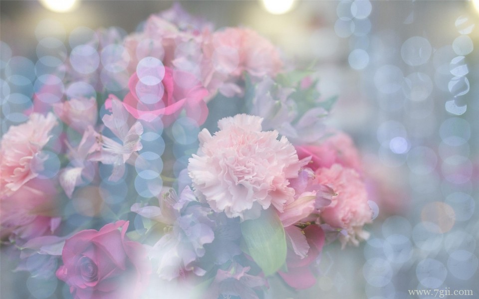 艳丽花卉植物高清桌面壁纸