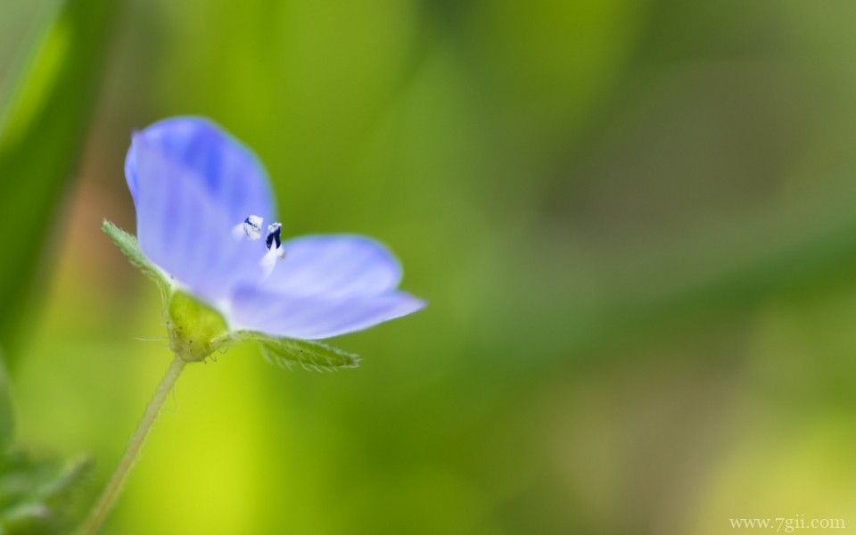 绮丽的小花唯美花卉摄影写真