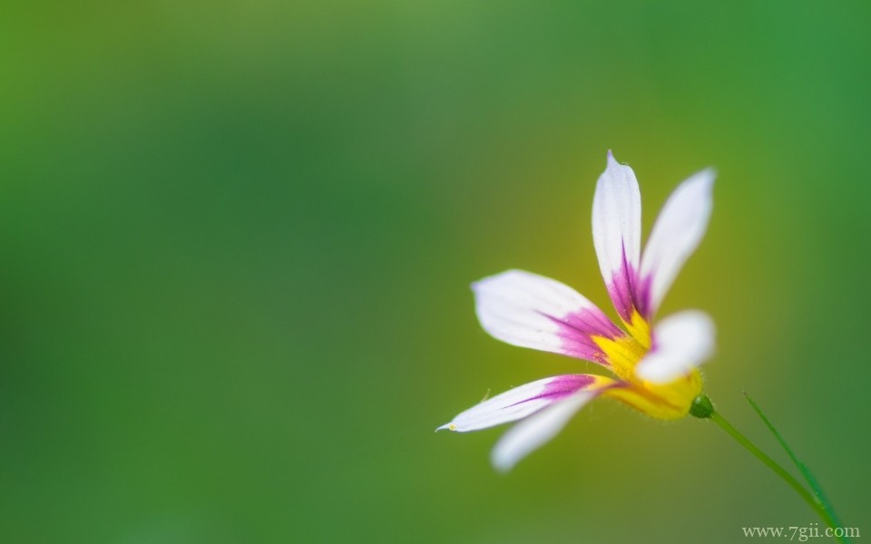 绮丽的小花唯美花卉摄影写真