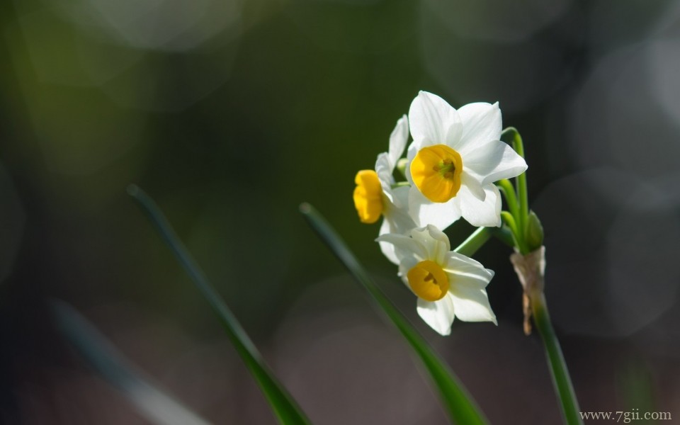 绮丽的小花唯美花卉摄影写真
