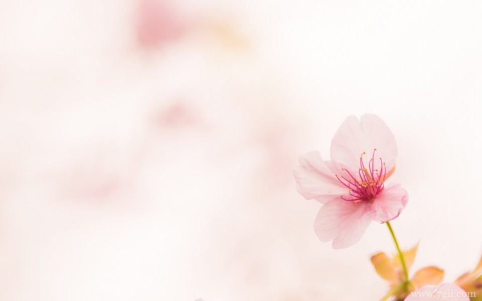 绮丽的小花唯美花卉摄影写真