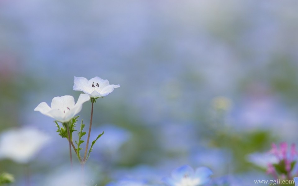 绮丽的小花唯美花卉摄影写真