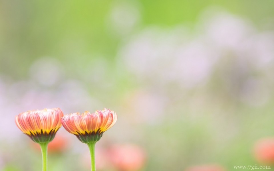 绮丽的小花唯美花卉摄影写真