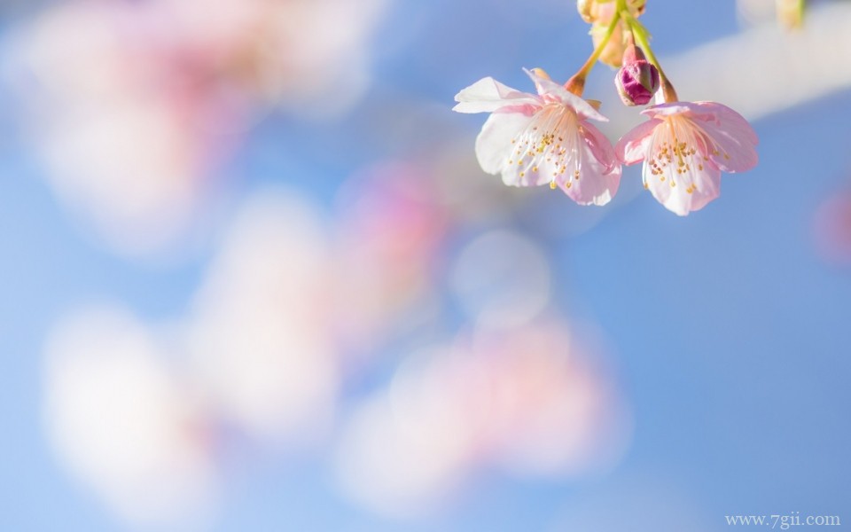 绮丽的小花唯美花卉摄影写真