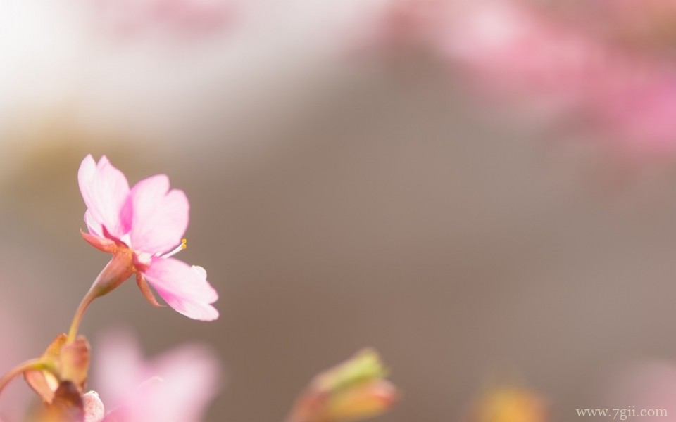 绮丽的小花唯美花卉摄影写真