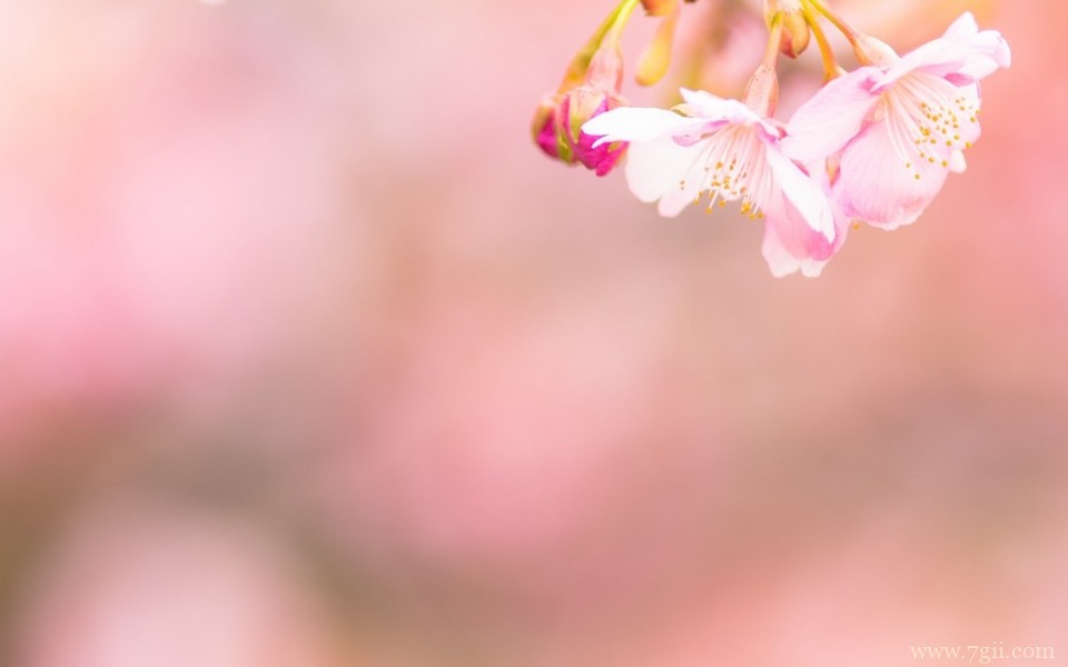 绮丽的小花唯美花卉摄影写真