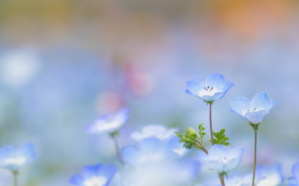绮丽的小花唯美花卉摄影写真