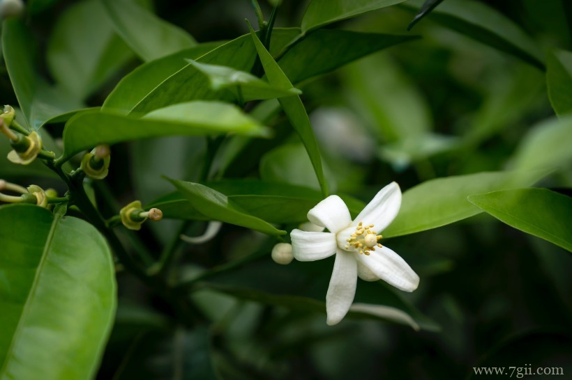 柑橘树上的白色清新迷人小花图片