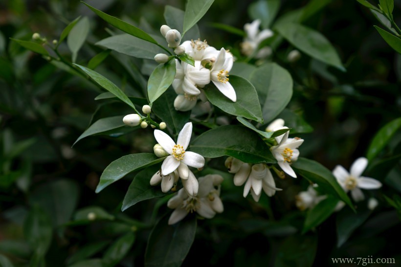 柑橘树上的白色清新迷人小花图片