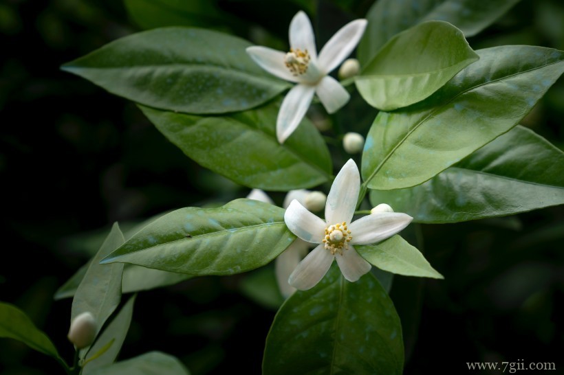 柑橘树上的白色清新迷人小花图片
