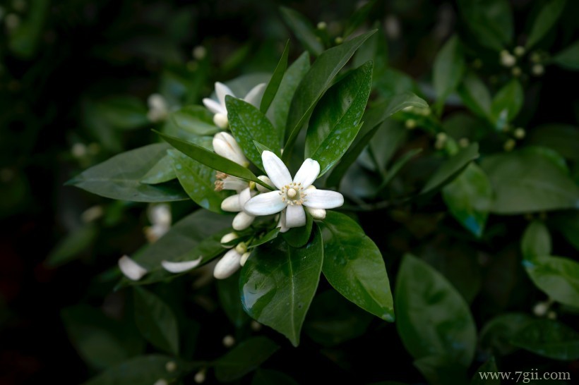 柑橘树上的白色清新迷人小花图片