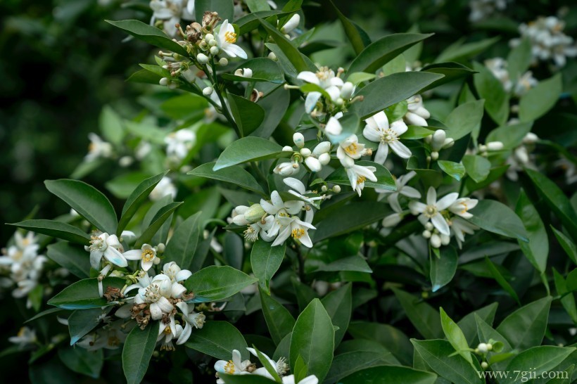 柑橘树上的白色清新迷人小花图片