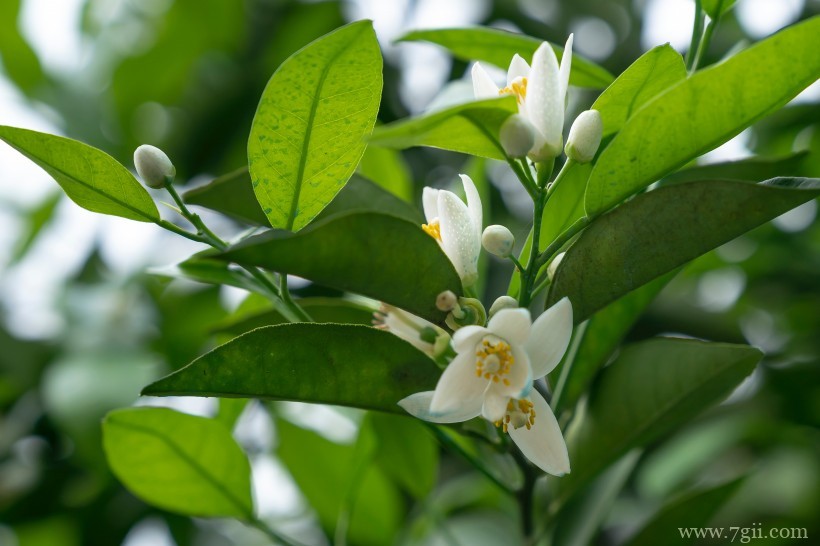 柑橘树上的白色清新迷人小花图片