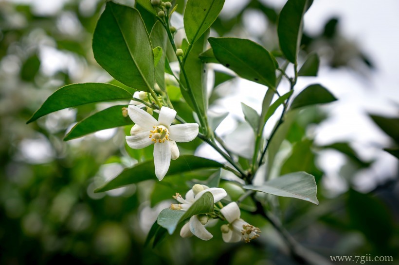 柑橘树上的白色清新迷人小花图片