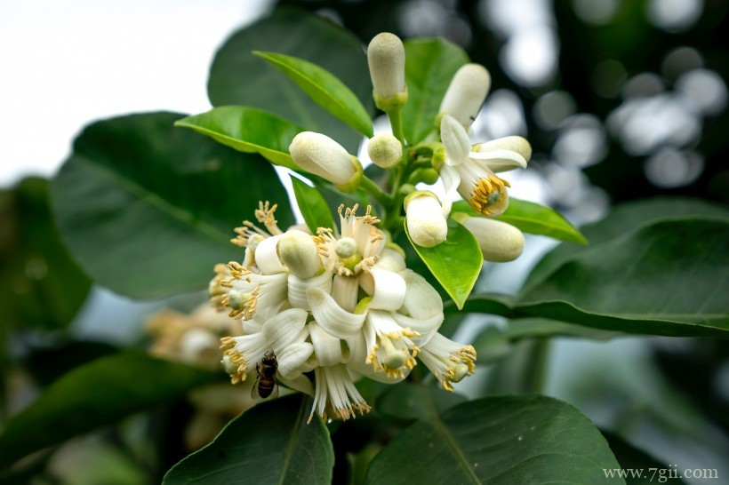 柑橘树上的白色清新迷人小花图片