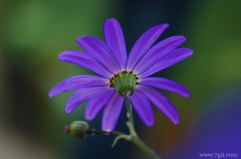 淡紫蓝色瓜叶菊精美摄影写真