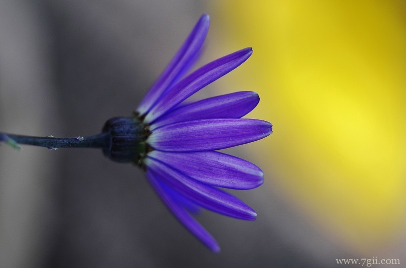 淡紫蓝色瓜叶菊精美摄影写真