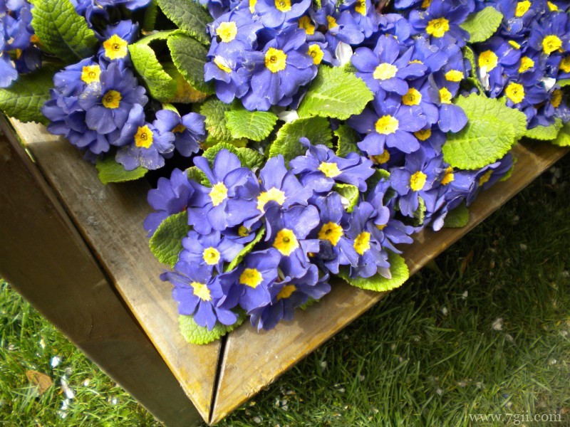 淡紫蓝色瓜叶菊精美摄影写真