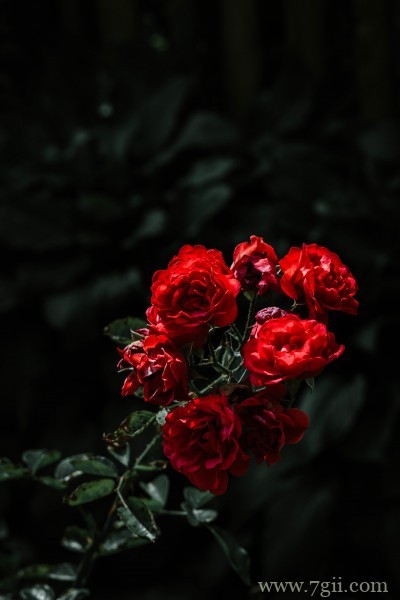 大红色妖娆玫瑰绝美摄影写真