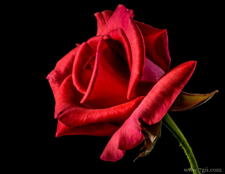 大红色妖娆玫瑰绝美摄影写真