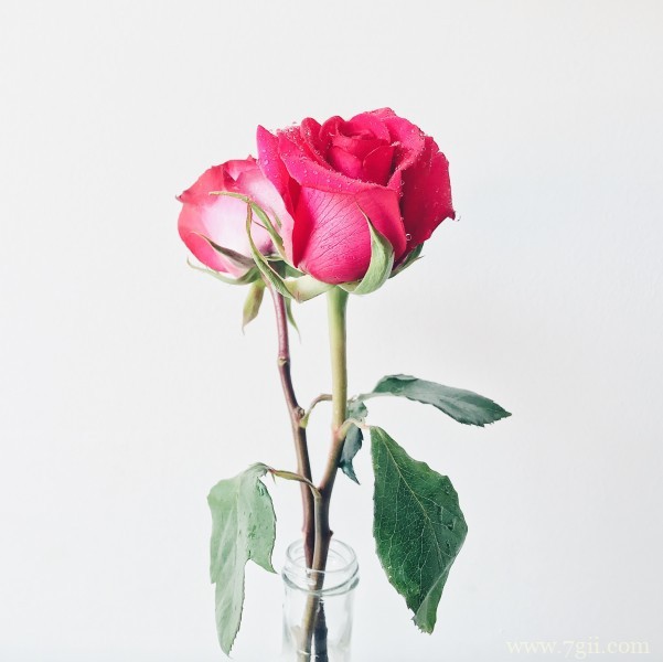 大红色妖娆玫瑰绝美摄影写真