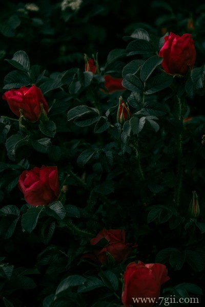 大红色妖娆玫瑰绝美摄影写真