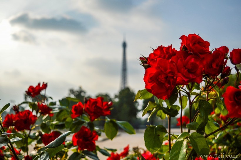 大红色妖娆玫瑰绝美摄影写真