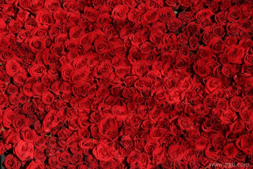 大红色妖娆玫瑰绝美摄影写真