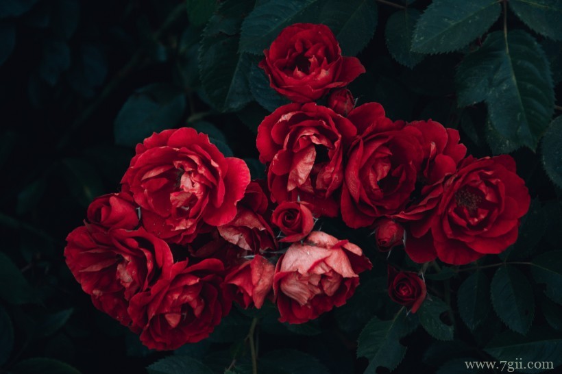 大红色妖娆玫瑰绝美摄影写真