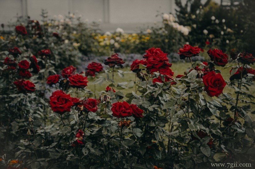 大红色妖娆玫瑰绝美摄影写真