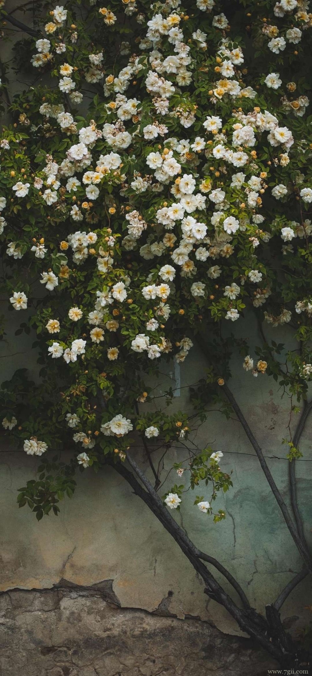 城镇一隅花期正好唯美写真