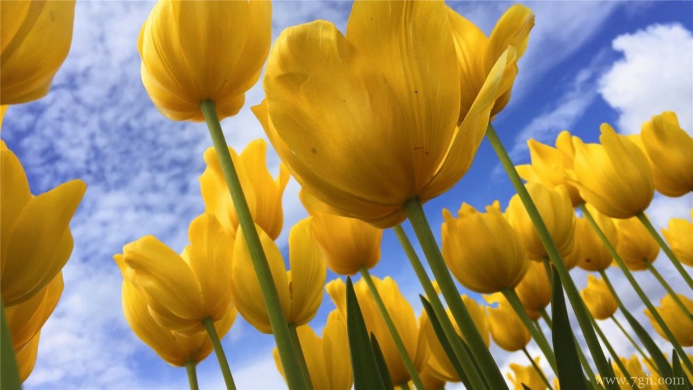 金黄的郁金香郁金香园摄影图片