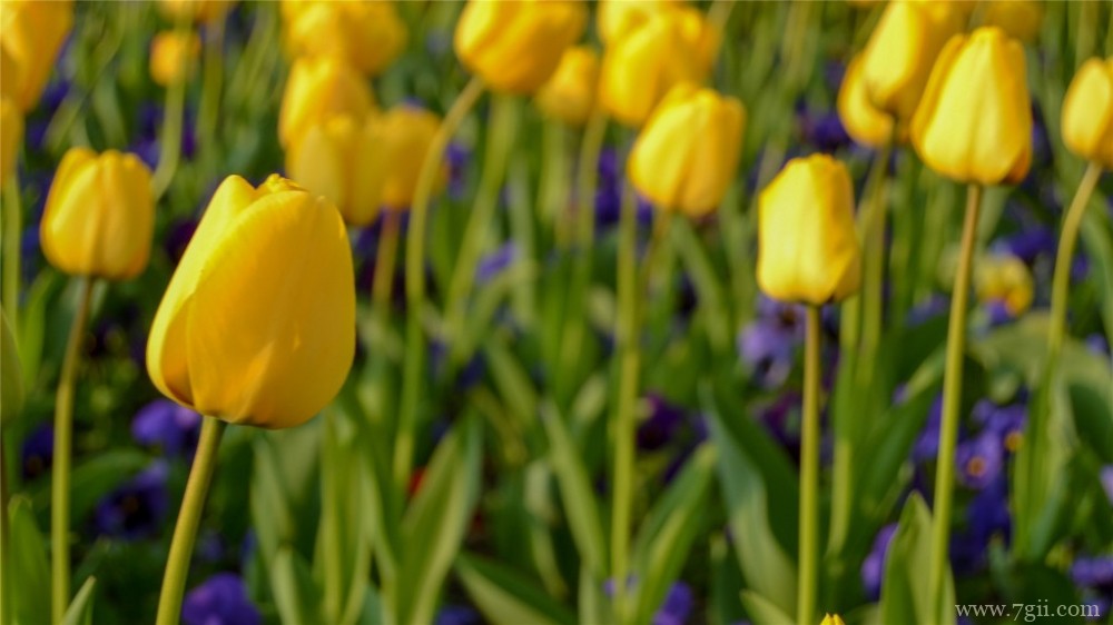 金黄的郁金香郁金香园摄影图片