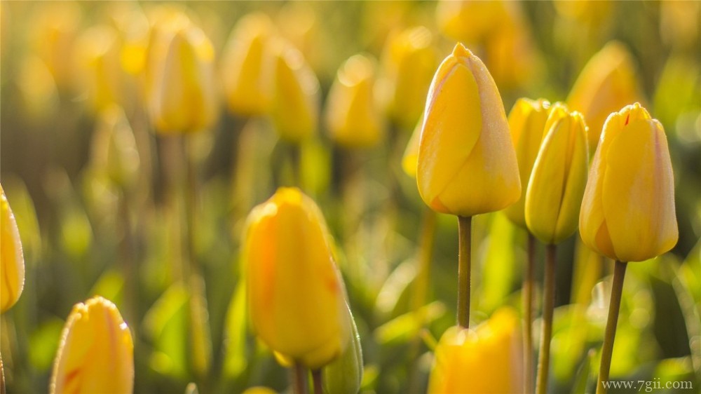 金黄的郁金香郁金香园摄影图片