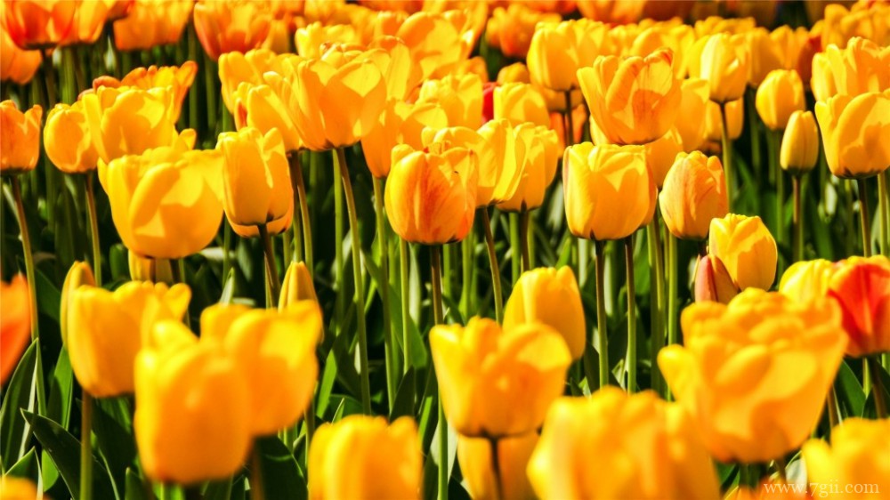 金黄的郁金香郁金香园摄影图片