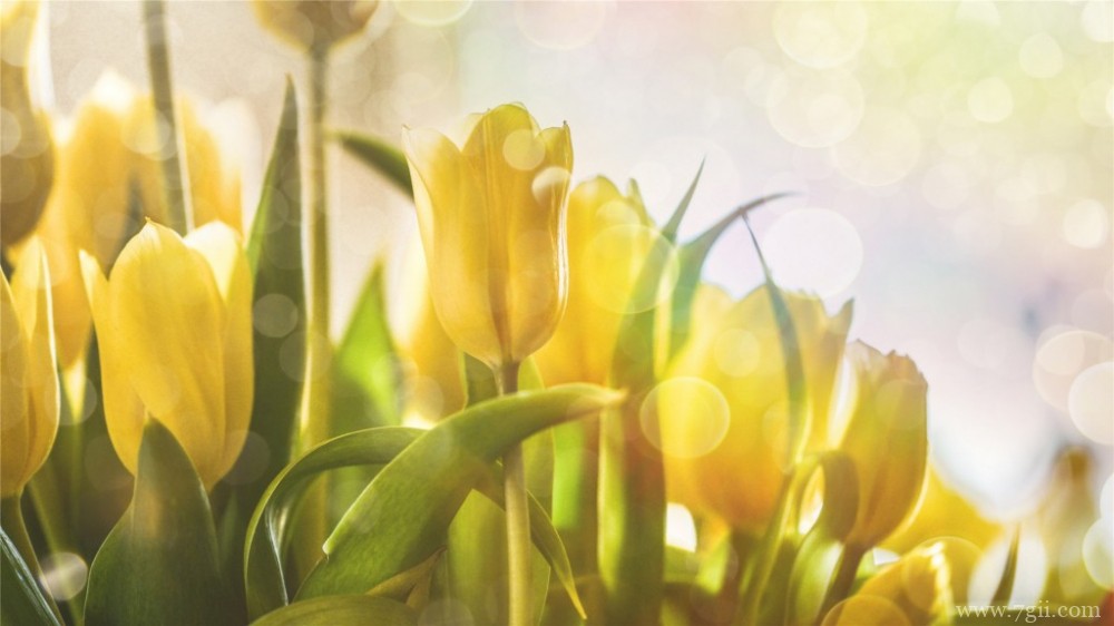金黄的郁金香郁金香园摄影图片