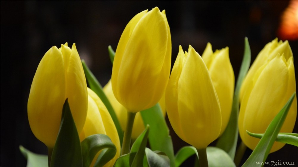 金黄的郁金香郁金香园摄影图片