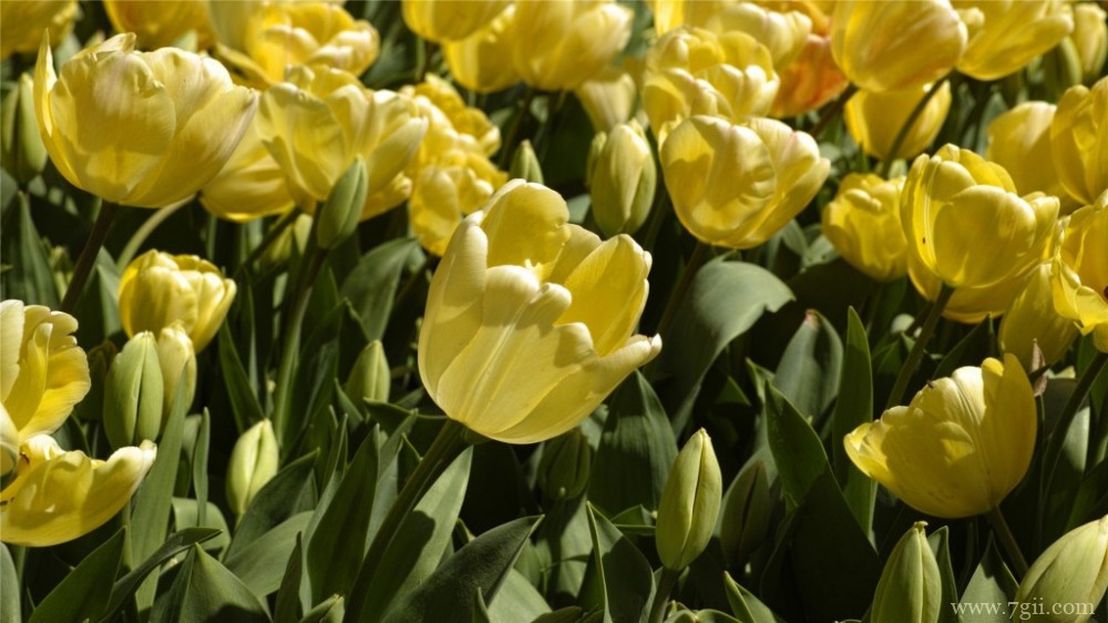 金黄的郁金香郁金香园摄影图片